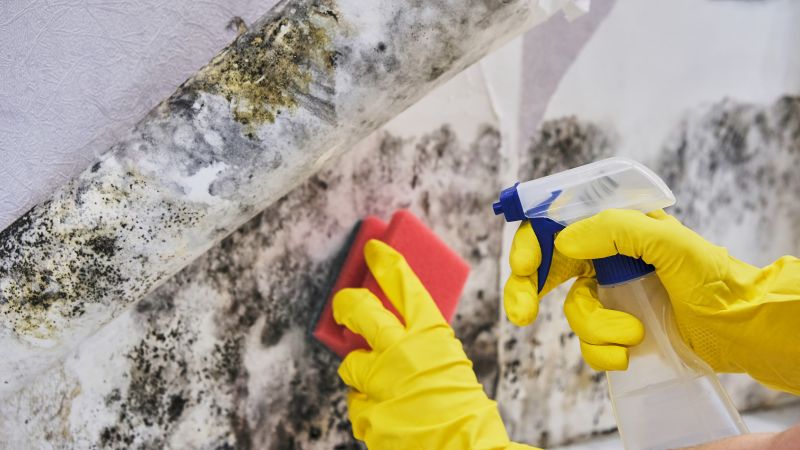 Basement Mold Removal in Fort Lauderdale, FL