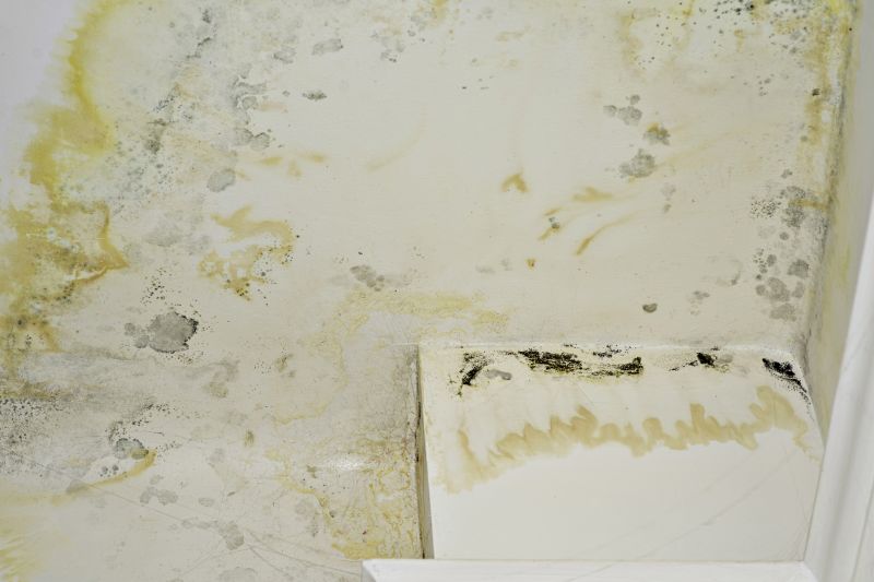 Mold Abatement Service in West Palm Beach, FL