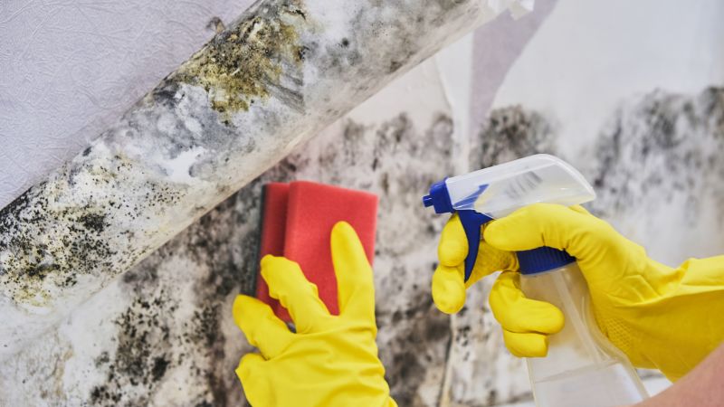 Mold Abatement Service in Fort Lauderdale, FL