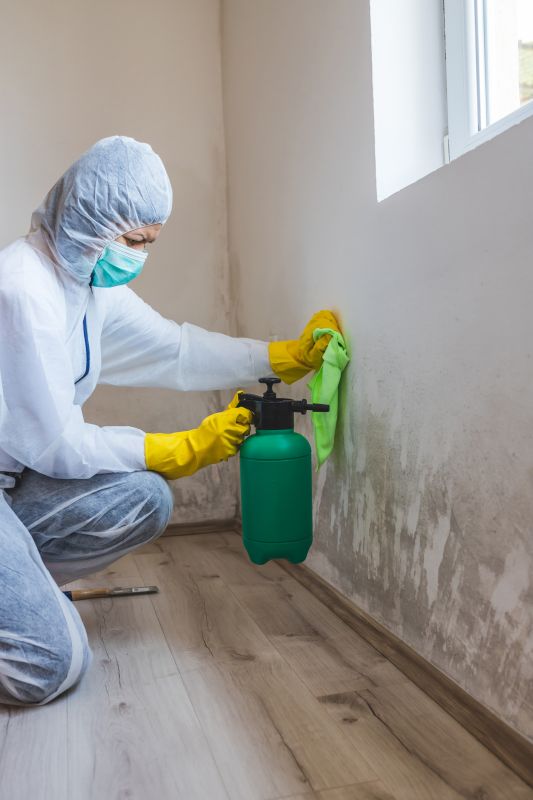 Mold Cleanup Service in West Palm Beach, FL
