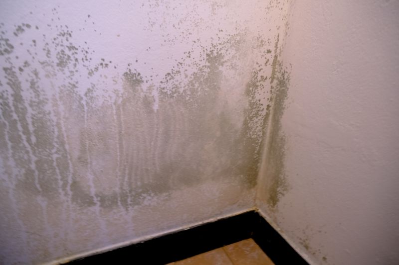 Mold Mitigation Service in Frisco, TX
