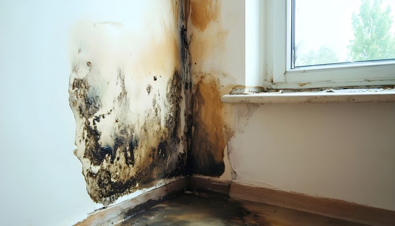 Mold Remediation Service in Frisco, TX